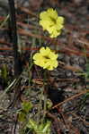 Yellow butterwort